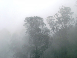 Funny Quotes About Foggy