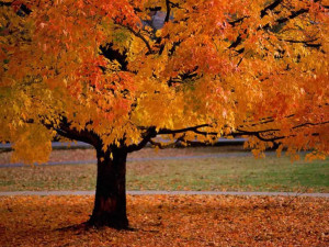 Fall Projects | Top 10 Outdoor Fall Projects