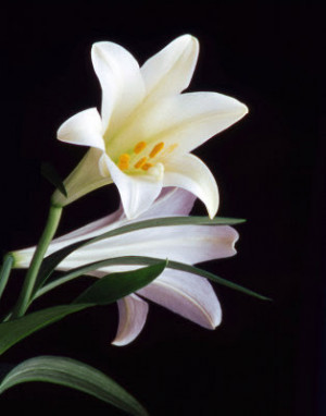 white easter lily flower easter lilies indoor easter lily sharon ...