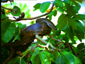 HD Anaconda Brazil Stock Video 267 605 789
