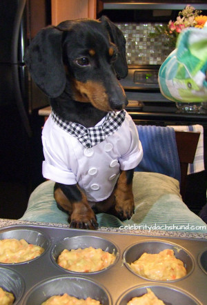 funny dachshund baking cupcakes