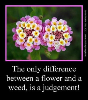 Difference between a flower & a weed...