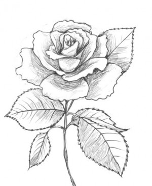 cute, drawings, love, rose