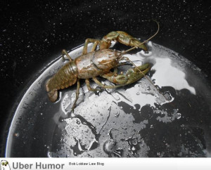 Lobster in a bucket looks like a gigantic monster on a metallic planet ...