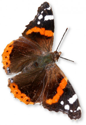 Admiral Devendra Kumar...