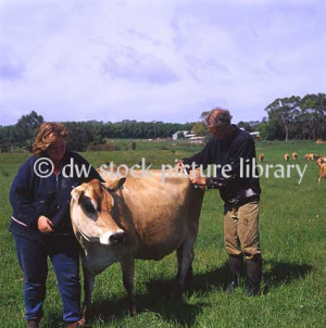 cows produce milk much needed dairy education film quote mini