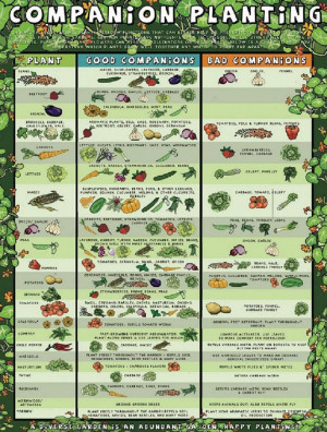 Gardening Companion Planting Chart