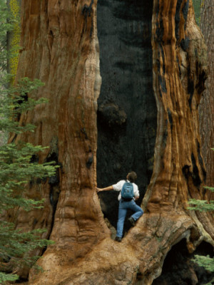 Sequoia tree man inside
