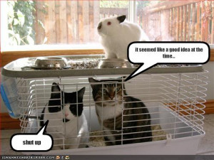 ... -cute-bunny-pictures-funny-pictures-cats-trapped-rabbit-cage.jpg