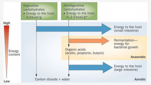 Resistant Starch = Nondigestible Carbohydrates (BIONIC FIBER)