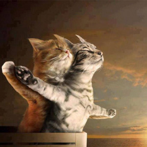 Funny cats - titanic style