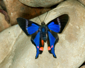 Blue Doctor Butterfly