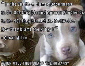 Breed specific legislation – the pit bull myth