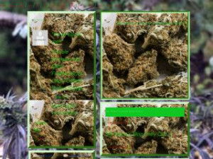 marijuana-plant-weed-shoes-myspace-layout-6929.jpg