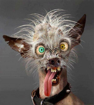 The Ugliest dog in the World - Image