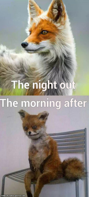 Funny Fox | Funny Pictures and Quotes