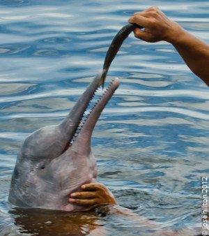 Dolphin-red, the pink dolphin – Boto-vermelho, Boto Cor de Rosa