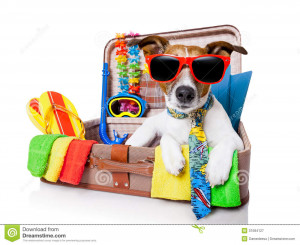 Royalty Free Stock Photography: Summer holiday dog