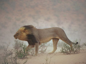 Photo: A lion braves winds in the Kalahari Desert