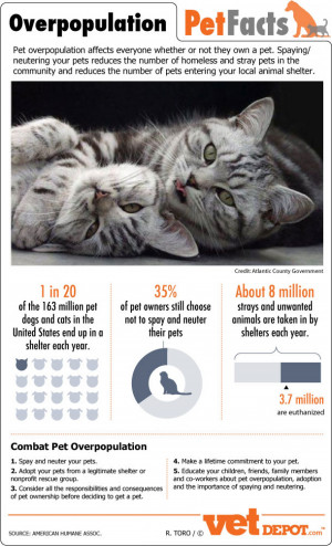 Pet Overpopulation Facts Infographic