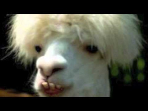 Related Pictures retarded animals drunk animals man babies