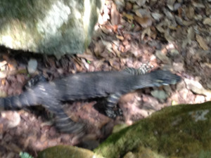 Displaying 18> Images For - The Rock Working Out Quotes...