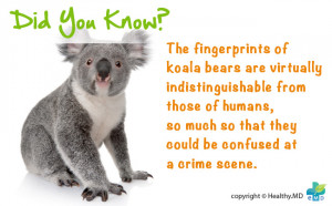 jokes infographic quote did you know quote jokes infographic jokes did ...