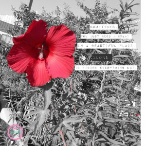 flower #quotes #quote #inspiration #red