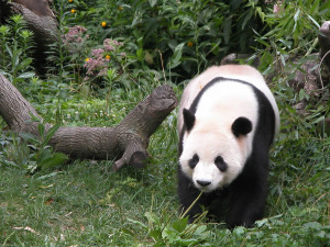 with pandas 2 http en wikipedia org wiki giant panda