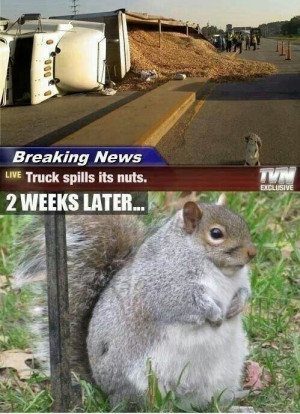 Funny Squirrel Breaking News