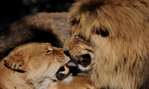 lion love by roberto m betta lion love