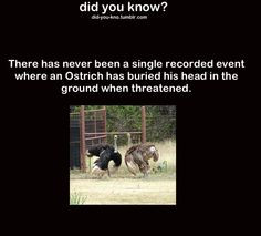 Ostriches // funny pictures - funny photos - funny images - funny pics ...