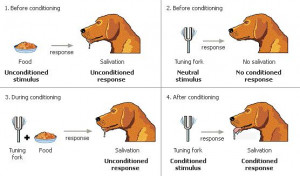 Learning: Classical Conditioning & Operant Conditioning