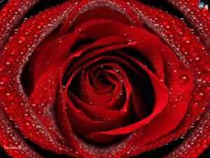 Wallpapers / Flowers / Roses