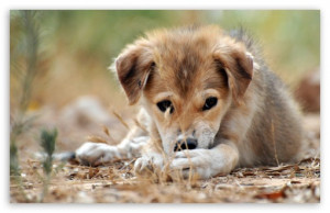 Sad Mongrel Puppy HD wallpaper for Standard 4:3 5:4 Fullscreen UXGA ...