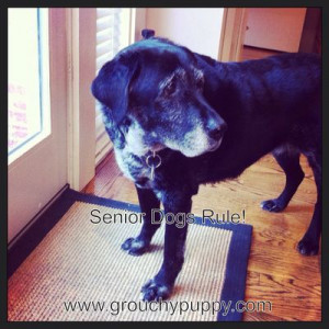 Senior dogs rule!..... Yes, they do!!!!