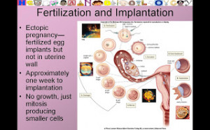 Quotes Pictures list for: Fertilization And Implantation