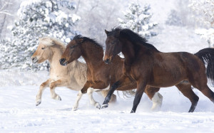 Horses-running-in-the-snow-wallpaper_4015