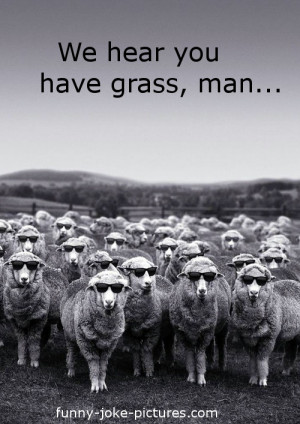 Funny Cool Grass MARIJUANA Cannabis Sheep Picture Hemp