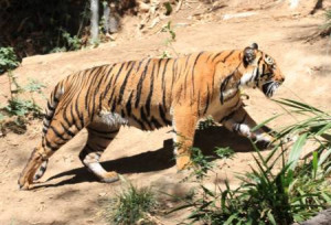 Related Pictures hanitizer boo the zoo