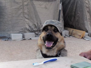 dogs that they become beloved reminders of home. Military working dogs ...