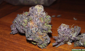 Last Edited Julie Gardener