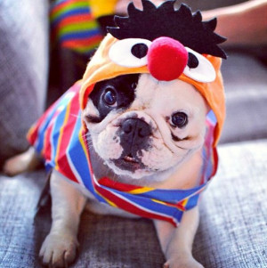 30 Hilarious Pet Halloween Costumes That Will Make Your Day