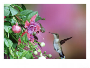 Ruby-Throated Hummingbird, Female, USAPhotographic Print