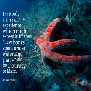 Found on costaricadiving.net