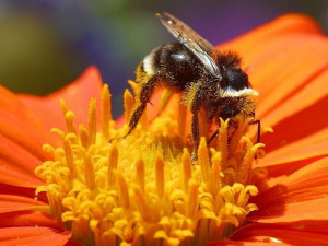 Bees use 'electrical SIXTH SENSE' to nail nectar-stuffed flowers