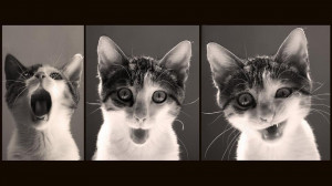 animal-cat-crazy-cute-Favim.com-363952.jpg