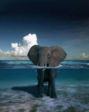 Elephant swimming in the ocean [photo] in Animals