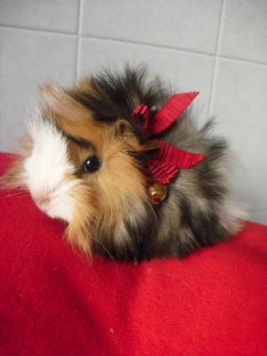 cute but angry guinea pig
