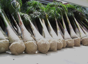 palm tree types names phoenix palm tree desktop florida palm